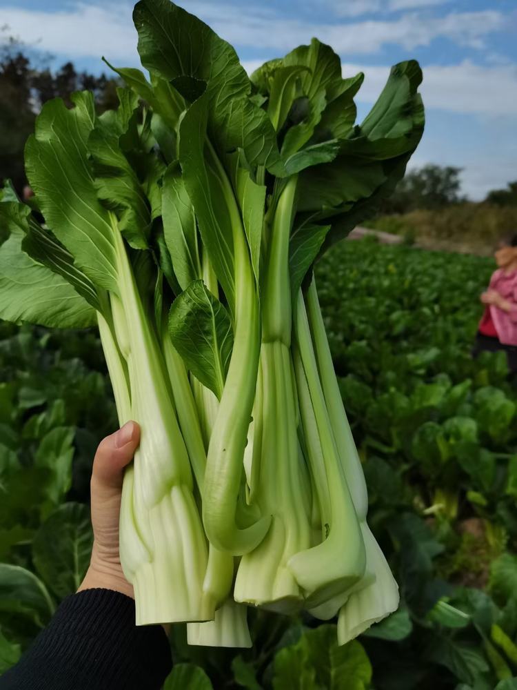 连州新鲜现摘菜心5斤装 - 连州市趣地农业技术发展有限公司